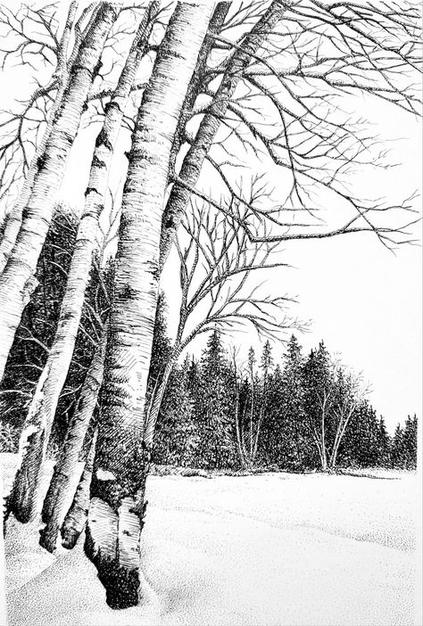 Older Artists Group | "Birches in Snow"Just off the drawing board Snow Ink Drawing, Pine Tree Drawing, Photo Blend, Winter Drawings, Fineliner Art, Pen Ink Drawing, Forest Drawing, Graphite Art, Tree Sketches