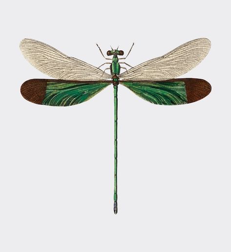 Free vector stream glory (neurobasis chi... | Free Vector #Freepik #freevector #public-domain #vintage-animal #vintage-drawing #dragonfly Dragonfly Wall Art, Ocean Underwater, Vintage Dragonfly, Set Of 2 Wall Art, Dragonfly Wings, Garden Insects, Nature Home, Home Room Decor, Engraving Illustration