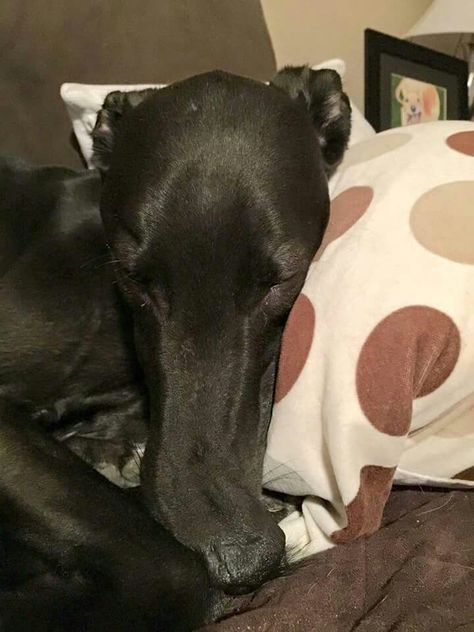 Kirk has a silly little bendy nose, or Bent Nose Syndrome (BNS).  He is available!  http://www.galtx.org/hounds/kirk.shtml Bent Nose, Greyhound Adoption, Save My Life, Greyhound, Adoption, Dogs, Animals