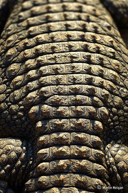 Crocodile Close Up, Patterns In Animals, Skin Close Up, Crocodile Armor, Texture In Nature, Animal Scales, Crocodile Scales, Animal Skin Pattern, Chest Armor