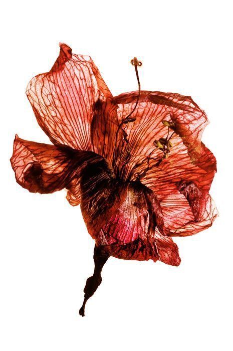 Flower Inspiration, Yves Rocher, Arte Inspo, A Level Art, Natural Forms, Red Flower, Art Project, Botanical Art, Pressed Flowers