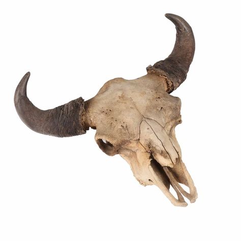 American bison skull Bull Skull, Buffalo Tattoo, Zombie Survivor, Bison Photo, Bull Skull Tattoos, Bison Skull, Skull Reference, Buffalo Skull, Teal Wall Art