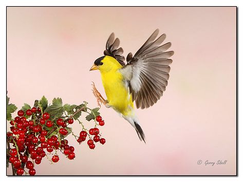 American Goldfinch in Flight-Plugging into the Current.....er, - Digital Grin Photography Forum Yellow Bird Tattoo, Finch Tattoo, Tattoo Leo, Currant Bush, Leo Constellation Tattoo, Yellow Finch, Fly Drawing, Gold Finch, American Goldfinch