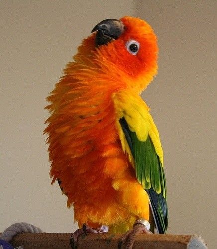 Sun Conure Parrot, Conure Bird, Conure Parrots, Bird Mom, Sun Conure, Parrot Pet, Hope Is The Thing With Feathers, Parrots Art, Funny Parrots