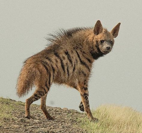 Hyena Animal, Striped Hyena, Funny Wildlife, African Wild Dog, Animal Study, Nocturnal Animals, Rare Animals, Wild Dogs, African Wildlife