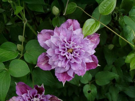 Clematis Piilu, Flowers Nature, Clematis, Outdoor Spaces, White Flowers, Beautiful Colors, Blossom, Plants, Flowers