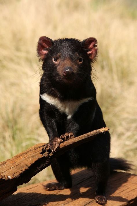 Devil Video, Australian Fauna, Popular Images, Australia Animals, Australian Wildlife, Interesting Animals, Tasmanian Devil, Rare Animals, Australian Animals