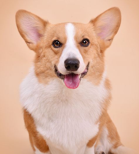 Dog Photography Portraits, Corgi Photography, Dog Photography Ideas, Corgi Portrait, Pet Photos, Raining Cats And Dogs, Photography Portraits, Studio Photoshoot, Pet Photography