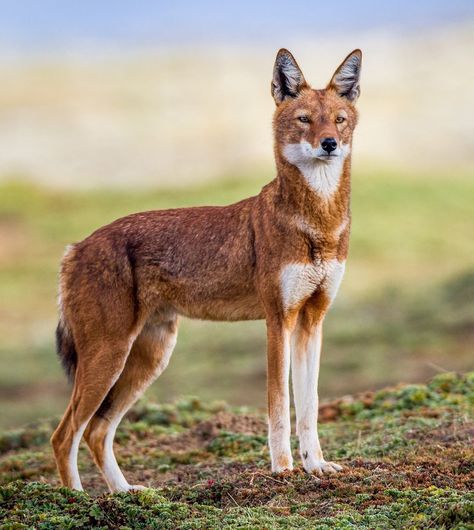 The Beauty of Wildlife — Ethiopian Wolf by Will Burrard-Lucas Ethiopian Wolf, Maned Wolf, Raccoon Dog, Abyssinian Cats, Beautiful Wolves, Rare Animals, Wild Dogs, Wolf Dog, African Animals