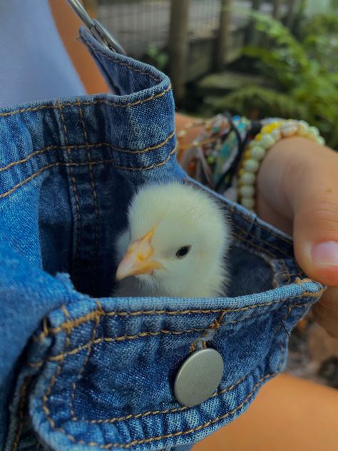 Baby Chicks Aesthetic, Overalls Cute, Baby Chickens, Baby Chick, Easter Photos, Cute Chickens, Goat Farming, Cute Hamsters, Pet Chickens