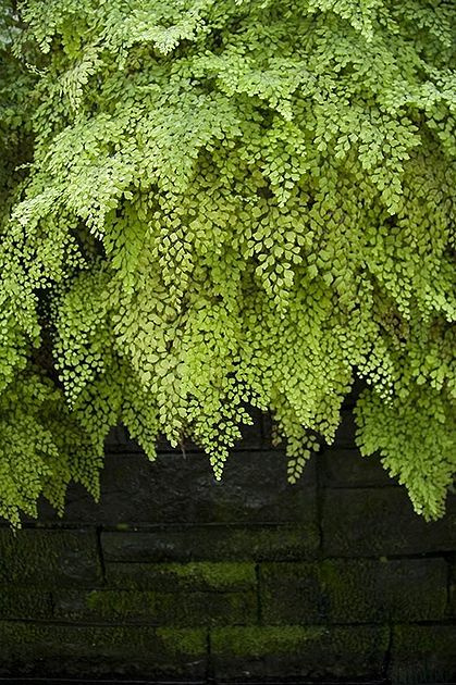 Maiden Hair Fern Manicured Garden, Maiden Hair, Maidenhair Fern, Shade Plants, Living Wall, Garden Cottage, Backyards, Shade Garden, Dream Garden