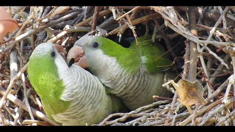 Read on to find out how to make your Quaker parrot is happy Quaker Parrot Cage Setup, Parrot Play Stand, Quaker Parrot, Monk Parakeet, Parrot Cage, Parakeets, Bird Toys, How To Make Your, Personalities