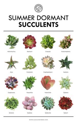 More importantly, if you grow your succulents indoors, they most likely never go dormant and you can continue to water them on the same schedule all year round. Different Types Of Succulents, Types Of Succulents Plants, Kaktus Dan Sukulen, Succulent Species, Succulent Garden Diy, Types Of Succulents, Growing Succulents, Succulent Gardening, Garden Types