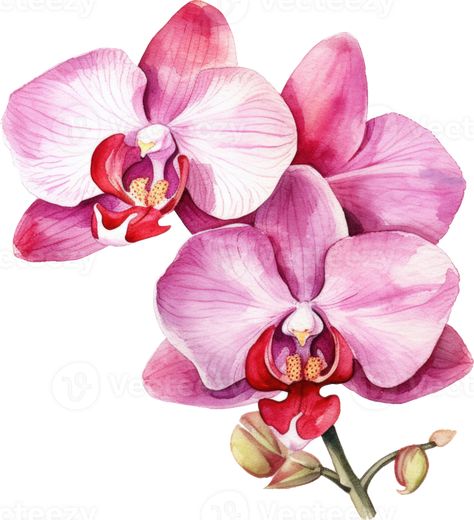 Orchid Illustration, Orchid Drawing, Orchids Painting, Watercolor Vector, Red Orchids, Watercolor Birthday Cards, Botanical Flower Art, Background Flower, Floral Drawing