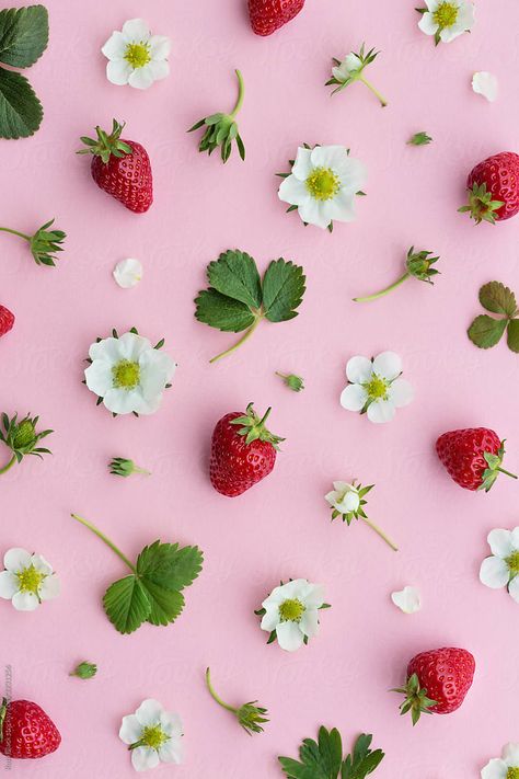 Strawberry fruit and flowers on a pink background by Ruth Black  - Strawberry, Background - Stocksy United Strawberry Background Wallpapers, Strawberry Background Aesthetic, Pink Strawberry Wallpaper, Pink Strawberry Aesthetic, Fruity Background, Strawberries Photography, Strawberry And Flowers, Strawberry Photography, Strawberry Blossom