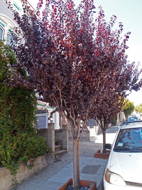 Purple Plum Tree, Purple Leaf Plum Tree, Screaming Trees, Flowering Plum Tree, Urban Forestry, Plum Trees, Tree Map, Urban Tree, Tree Species