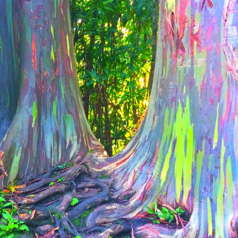 Rainbow Eucalyptus Trees Look Too Beautiful to Be Real (But They Are!) Rainbow Trees, Types Of Eucalyptus, Eucalyptus Deglupta, Rainbow Eucalyptus Tree, Rainbow Eucalyptus, Fall Container Gardens, Eucalyptus Trees, Forest Habitat, Eucalyptus Globulus