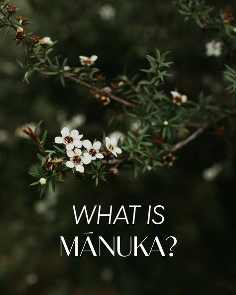 We talk a lot about Mānuka, but what is it? 🌿Mānuka Oil is produced by the leptospermum scoparium plant in New Zealand. What sets it apart? 🌿100% pure Mānuka Oil is derived from sustainably harvested Mānuka trees in New Zealand using a natural steam distillation process with no added substances or chemicals. Sign up to our newsletter to learn more! Leptospermum Scoparium, Manuka Tree, Manuka Oil, Distillation Process, Steam Distillation, Talk A Lot, Gin, Chemicals, Steam