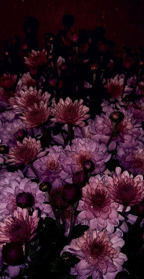 Dahlia Flower Wallpaper Iphone, Plum Wallpaper Aesthetic, Black Dahlia Flower Wallpaper, Spring Wallpaper Dark, Black Dahlia Aesthetic, Black Dahlia Wallpaper, Dark Lilies, Dark Feminine Aesthetic Wallpaper Hd, Dahlia Flower Wallpaper