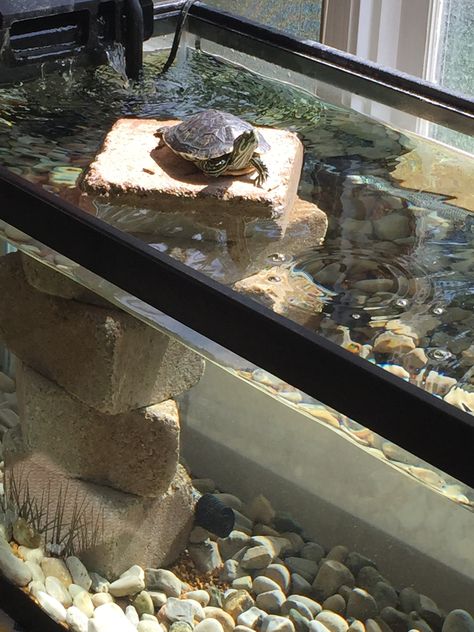 Glass Pebble Backsplash Kitchen, Pet Turtle Aesthetic Tank, Large Turtle Tank Ideas, Turtle Pond Ideas Outdoor, Turtle Pet Tanks, Water Turtle Tank Ideas, Pet Turtle Tank, Turtle Aquarium Ideas, Indoor Turtle Pond