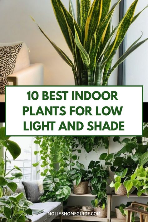 Discover a variety of gorgeous indoor plants that thrive in the dark! From affordable options to stunning houseplants, we have the best indoor plants for low light and shade. Whether you're looking for herbs that grow in shade or plants that don't need sun, there's something for every budget. Bring life to your dark corners with these resilient indoor plants perfect for low light conditions. Best Large Indoor Plants For Low Light, Indoor Plants With Low Light, Tiny House Plants Indoor, Indoor Plants For Low Light Areas, Shade Loving Indoor Plants, Best Plants For House, Plants For Shade Indoor, Shade Loving House Plants, Low To No Light Indoor Plants