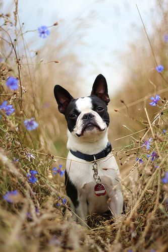 Boston terrier Boston Terrier Lover, Mastiff Dogs, Boston Terrier Love, Terrier Breeds, Boston Terrier Dog, Sweet Dogs, Dog Photography, Baby Dogs, Mans Best Friend