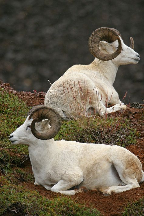 Dall Sheep, Big Horn Sheep, Sheep Breeds, Mule Deer, Mountain Goat, Manx, Animal Photo, Nature Animals, 귀여운 동물