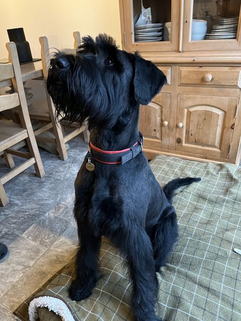 Giant Schnauzer Haircut, Giant Schnauzer Salt And Pepper, Giant Schaunzer, Schaunzer Dog, Giant Schnauzer Grooming Styles, Giant Schnauzer Grooming, Standard Snauzer, Giant Shnauzer, Giant Schnauzer Puppy