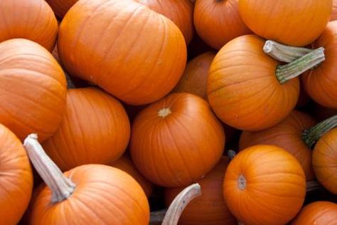 Autumn Nostalgia, Pumpkin Facts, Harvest Games, Fresh Herb Recipes, Fall Produce, Pumpkin Everything, Pumpkin Photos, Herb Recipes, Fall Entertaining