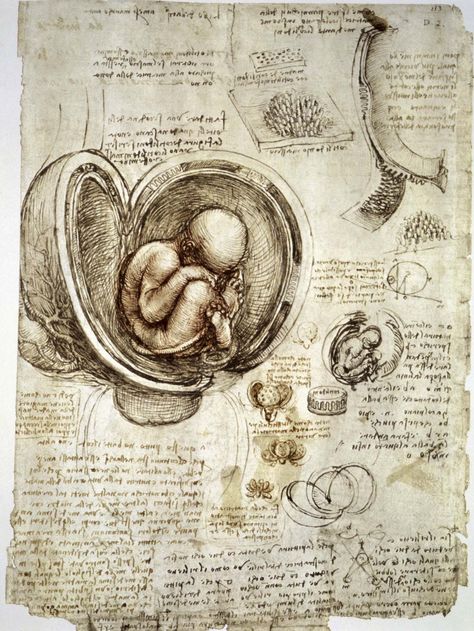 Human fetus, pen-and-ink studies by Leonardo da Vinci, c. 1510. Drawing Book Pdf, Intricate Drawings, Posters Uk, Vitruvian Man, Drawing Anatomy, Italian Painters, Anatomy Drawing, Gcse Art, Salvador Dali