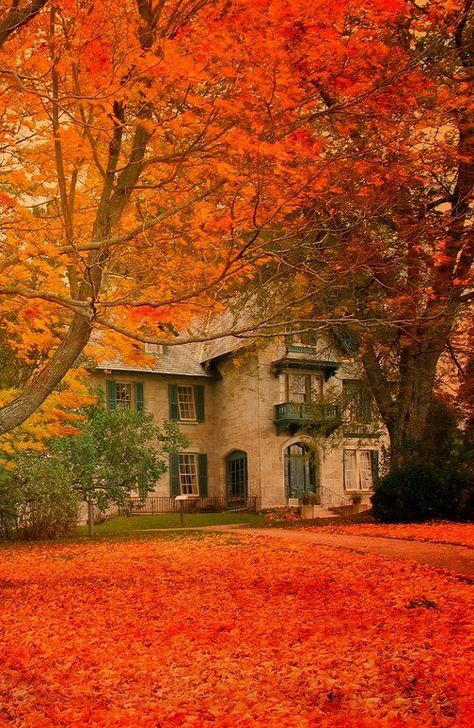 Leaves On The Ground, Orange Leaves, Autumn Scenes, Autumn Scenery, Master Bedrooms, Autumn Beauty, Norman Rockwell, Fall Pictures, On The Ground