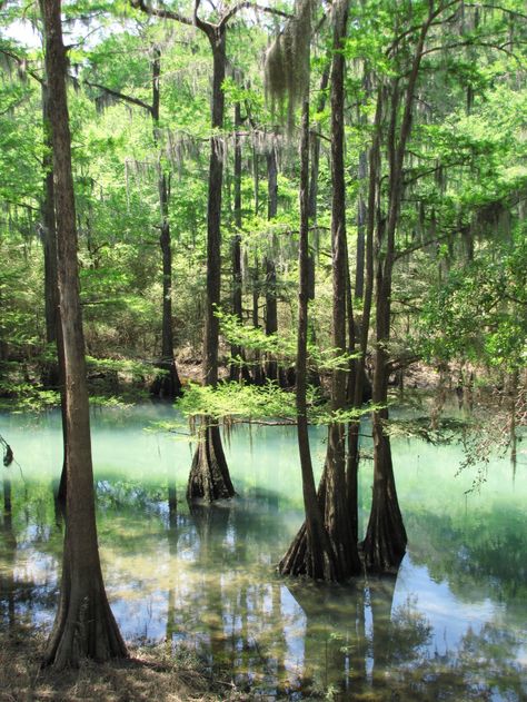 These 7 Natural Wonders In Georgia Are Sure To Leave You Totally Stunned Georgia Hiking, Explore Georgia, Georgia Trip, 7 Natural Wonders, Georgia Vacation, Trip Destinations, Natural Spring, Camping Places, Georgia Travel