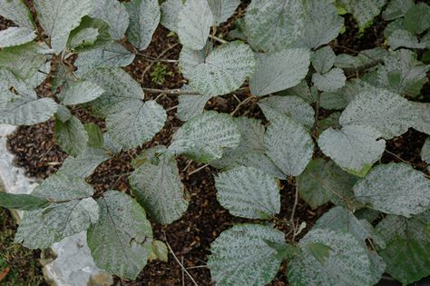 Click to view full-size photo of Blue Mist Fothergilla (Fothergilla gardenii 'Blue Mist') at Oakland Nurseries Inc Fothergilla Gardenii, Shade Gardens, Full Size Photo, Shade Garden, Nurseries, Delaware, Columbus, Dublin, Mist