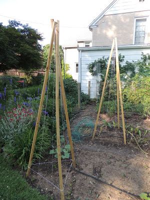 Tripods for growing pole beans Beans Trellis, Concrete Reinforcement, Cucumber Garden, Garden Entry, Vegetable Trellis, Garden Trellis Ideas, Cucumber Trellis, Diy Garden Trellis, Trellis Ideas