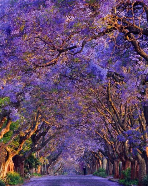 Instagram South Africa’s Instagram photo: “An alley of beautiful Jacaranda trees in Johannesburg.⁠ 📍 Johannesburg, South Africa⁠ Photo By: @shinsawano 📸⁠ ⁠ Tag a friend who would…” Johannesburg Travel, South Africa Johannesburg, Jacaranda Trees, Blessed Images, Purple Photo, Book Vibes, Jacaranda Tree, Travel Wishes, Johannesburg South Africa