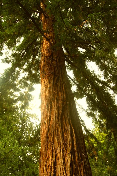 Cedar Tree Aesthetic, Cedar Aesthetic, Cedar Tattoo, Red Wood Tree, Western Red Cedar Tree, Red Cedar Tree, Stanley Park Vancouver, Dad Aesthetic, Tree People