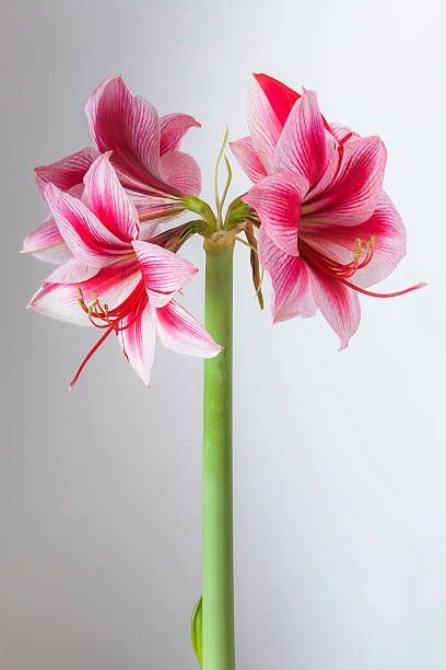 40 Long Stem Flowers White Background Photos and Premium High Res Pictures - Getty Images Amaryllis Tattoo, Flowers Reference, Amaryllis Flower, Flowers White Background, Flowers To Draw, Stem Flowers, Long Stem Flowers, Amaryllis Flowers, Flowers To Paint