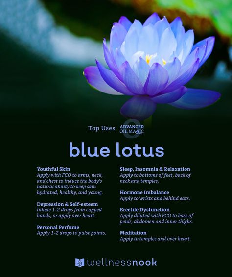 Blue Lotus Spiritual Meaning, Blue Lotus Flower Benefits, Native American Herbs, Herb Blends, Ayurveda Diet, Lotus Tea, Blue Lotus Flower, Spiritual Images, Magical Herbs