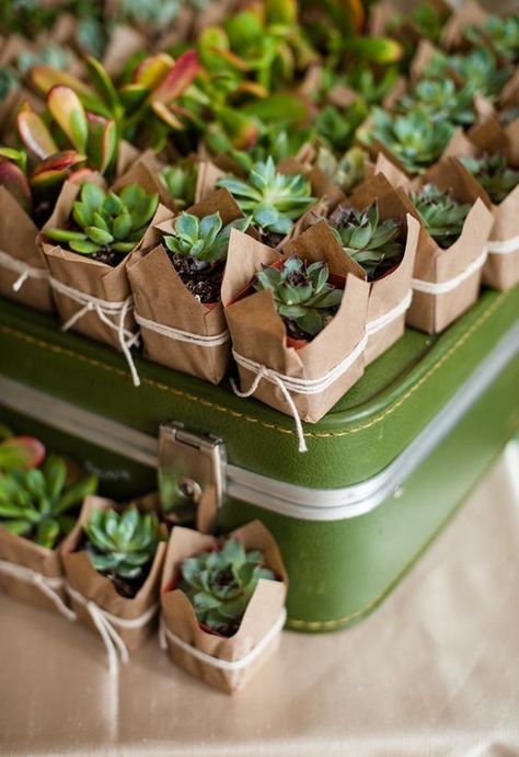 succulent wedding favors   #wedding #weddings #weddingideas #hmp #himisspuff Succulent Wedding Decor, Succulent Wedding Favors, Creative Wedding Favors, Inexpensive Wedding Favors, Favors Ideas, نباتات منزلية, Tafel Decor, Wedding Favors Cheap, Succulent Wedding