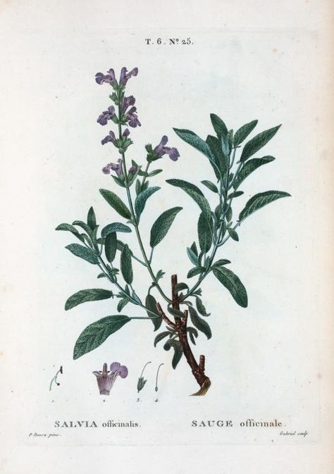 Salvia officinalis = Sauge officinale. [Garden sage] From New York Public Library Digital Collections. Garden Sage, Botanical Printables, Herb Art, Herb Prints, Salvia Officinalis, Illustration Botanique, Botanical Tattoo, Botanical Illustrations, Vintage Botanical