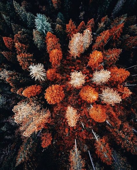 Fall Wallpaper Aesthetic, Fall Aesthetic, Fall Wallpaper, Wallpaper Aesthetic, Trees, Orange, Green, White