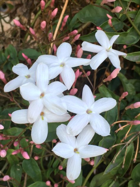 #jasmine #flowers #yard #plants #california #southerncalifornia #garden #gardening Damascus Jasmine, Jasminum Officinale, Spanish Flowers, Free Syria, Arabian Jasmine, Yard Plants, Jasmine Flowers, Jasmine Flower, Fragrant Flowers