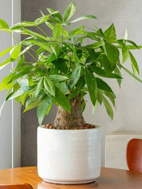 Mastering Money Tree Care: From Watering to Fortunes - Nature of Home Money Tree Care, Money Tree Plant, Plant Hacks, Money Plant, Money Tree, Money Trees, Tree Care, Growing Tree, Dumplings