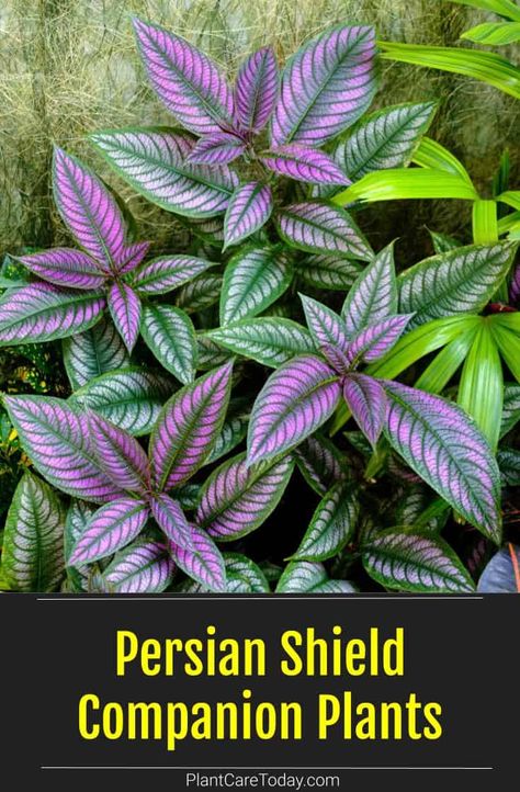 Persian shield is a tender perennial that is a dramatic addition to any garden. Here are exceptional companions you can add to improve your landscape. Persian Shield Plant Landscaping, Persian Shield Plant Container Gardening, Persian Shield Plant, Persian Shield, Autumn Fern, Potted Plants Outdoor, Whimsical Garden, Plant Roots, Foliage Plants