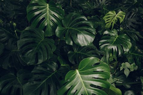 Monstera Desktop Wallpaper, Macbook Wallpaper Green, Keyboard Background, Destop Wallpaper, Desktop Background Nature, Jungle Aesthetic, Green Leaf Background, Wallpaper Notebook, 4k Wallpapers For Pc