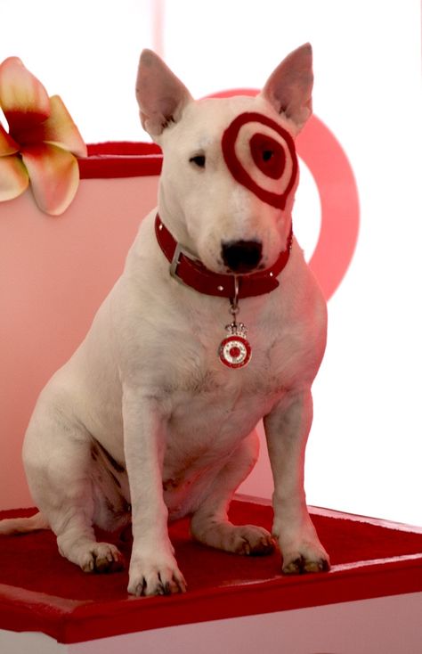 "bullseye" the English bull terrier for Target. Www.rackcitymt.com supports #no2bsl Bullseye Target Dog, Bully Terrier, Pitbull Bull Terrier, Pittie Puppies, British Bull Terrier, Target Dog, Mark Watson, Bull Terrier Art, Mini Bull Terriers