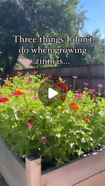 Kelly Radcliff / Lazy Girl’s Garden Club/ Zinnia Lover | Three things I DON’T do with my zinnias…because I’m lazy and it works for me! 🌸👇🏻

1. I  DON’T follow spacing requiremen... | Instagram Zinnia Seeds, Zinnia Garden, The More The Merrier, Zinnia Flowers, Garden Girls, Lazy Girl, Garden Club, Seed Starting, My Brain