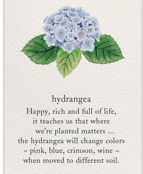 Flowers Hydrangea, Good Morning Inspirational Quotes, Empowerment Quotes, Flower Quotes, Morning Inspirational Quotes, Hydrangea Flower, Baby Family, Beautiful Words, Hydrangea