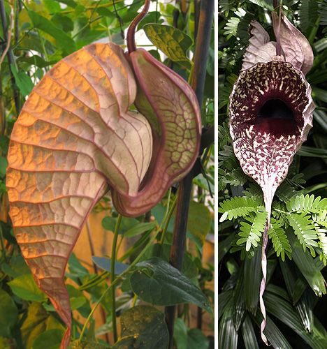 Pelican Flower (Aristolochia grandiflora) These flowers are almost beautiful in their strangeness, with big inflated chambers instead of petals and intricate, colorful patterns of veins. But don’t get too close, or you won’t be able to get the dead mouse smell out of your nose for hours. No, this plant isn’t a carnivorous rat-eater like the Nepenthes attenboroughii – it just uses a decaying rodent smell to attract pollinators. Strange Flowers, Weird Plants, Garden Vines, Pitcher Plant, Unusual Plants, Unusual Flowers, Rare Flowers, Carnivorous Plants, Unique Plants