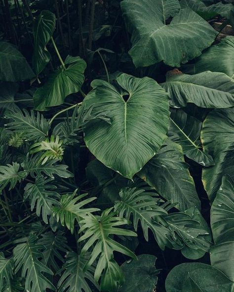 tropical plant vibes Motif Jungle, Plant Aesthetic, In The Jungle, Tropical Vibes, Tropical Garden, Green Aesthetic, Tropical Leaves, Tropical Plants, Green Plants